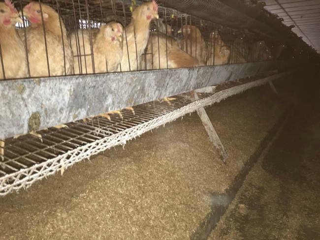 图片点击可在新窗口打开查看