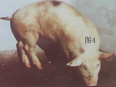 可使邻近组织发生化脓性炎或腐败性炎,严重者导致蹄壳脱落(见图10).图片